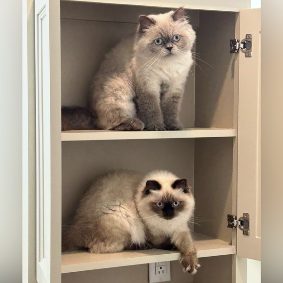 Meet your Posher. I am not a Seller on this platform, only a buyer. - Picture 1 of 1